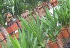 Bemersideplant-nursery-10.jpg; ?>